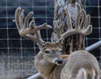 M3 Whitetails are Texas deer breeders that specialize in raising and selling whitetail Breeder Bucks, whitetail DMP Bucks, whitetail Stocker Bucks, as well as open and bred whitetail does. Big Texas Typicals are what buyers want when buying Texas DMP Bucks, Stocker Bucks, and Breeder Bucks. Our whitetail deer for sale are sure to impress prospective buyers and are priced competitively.