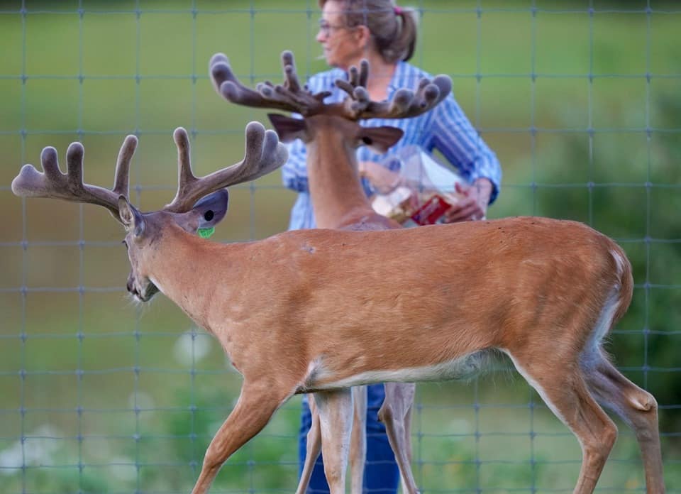 6192019 McLove feeding animal crackers to breeder bucks and stocker bucks.