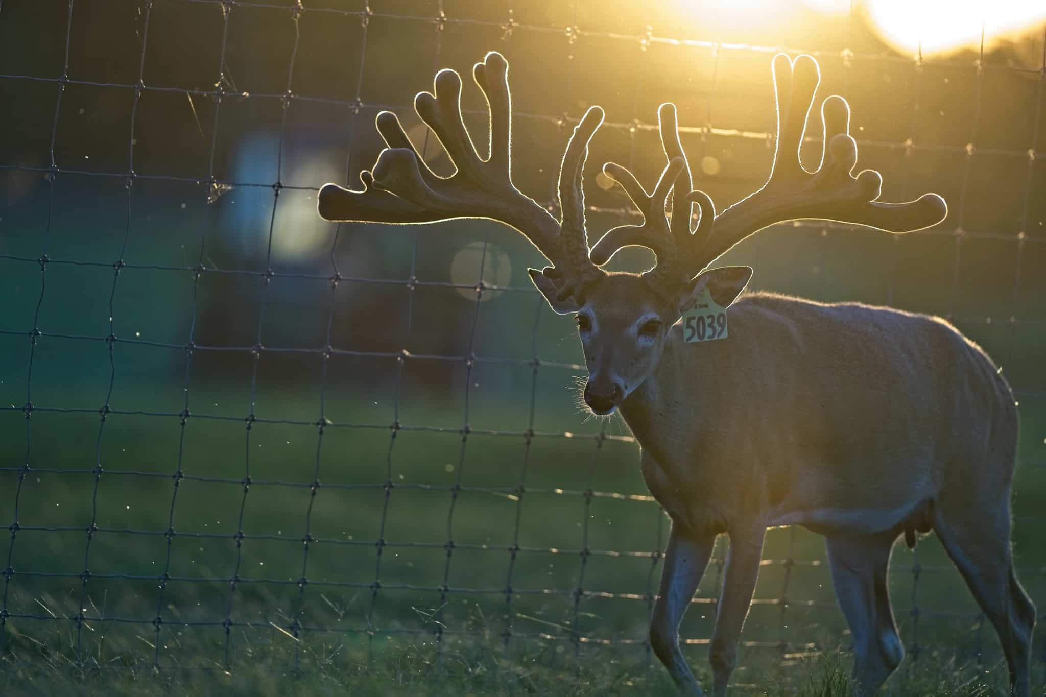 6182019 McNificent at Sunset