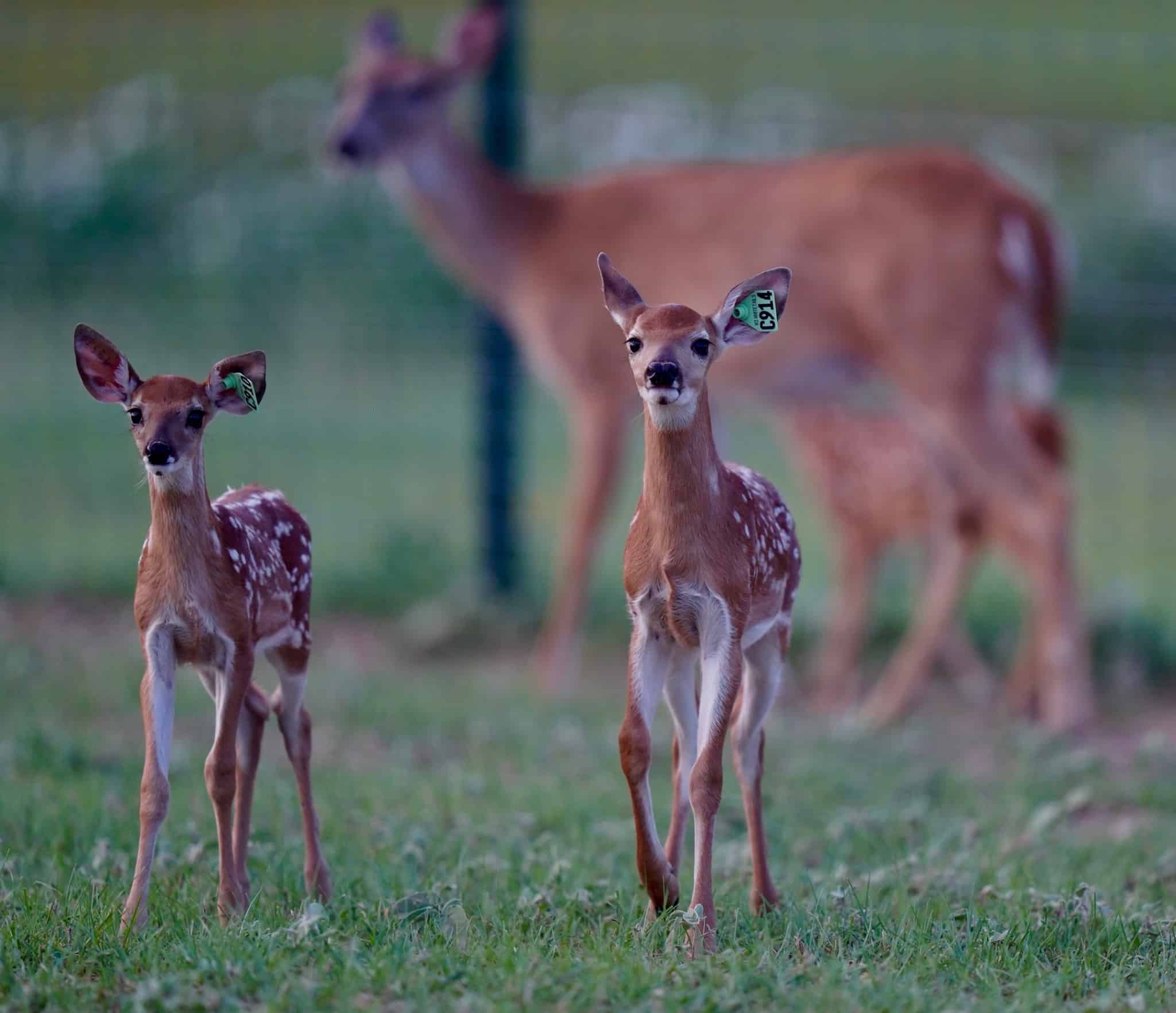 6202019 McNificent buck fawns