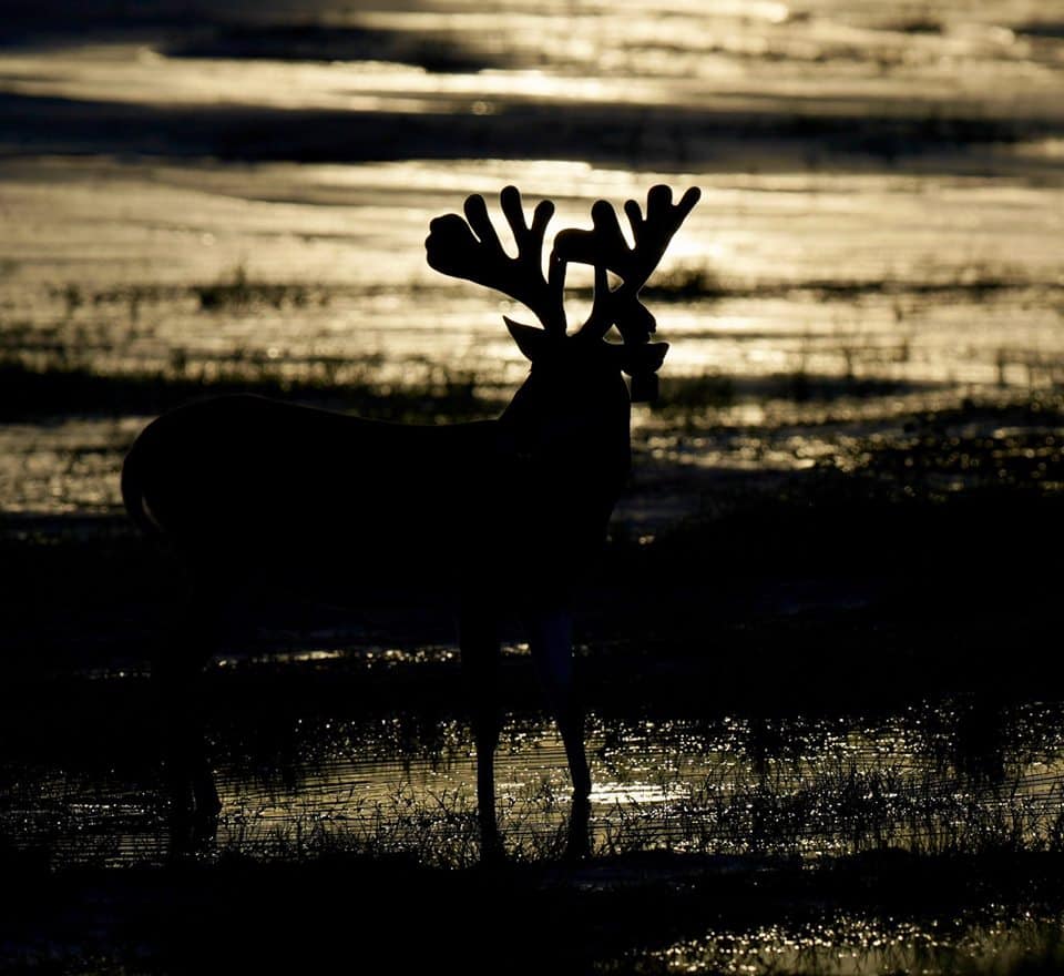 Kodak pic in sunset of whitetail breeder buck on the Texas deer farm.