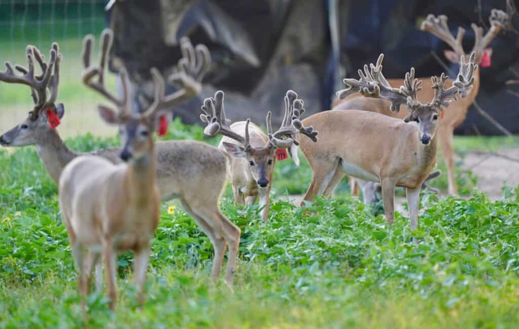 A group of our 2 year old bucks on our Texas deer farm.