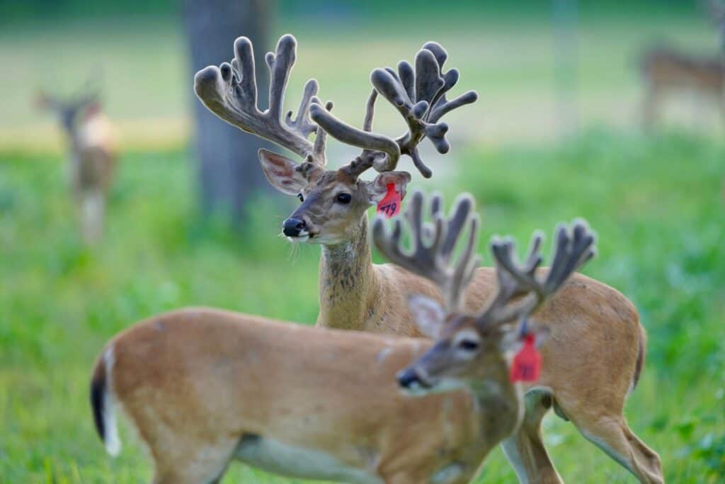 Two year old whitetail deer from among our deer for sale.