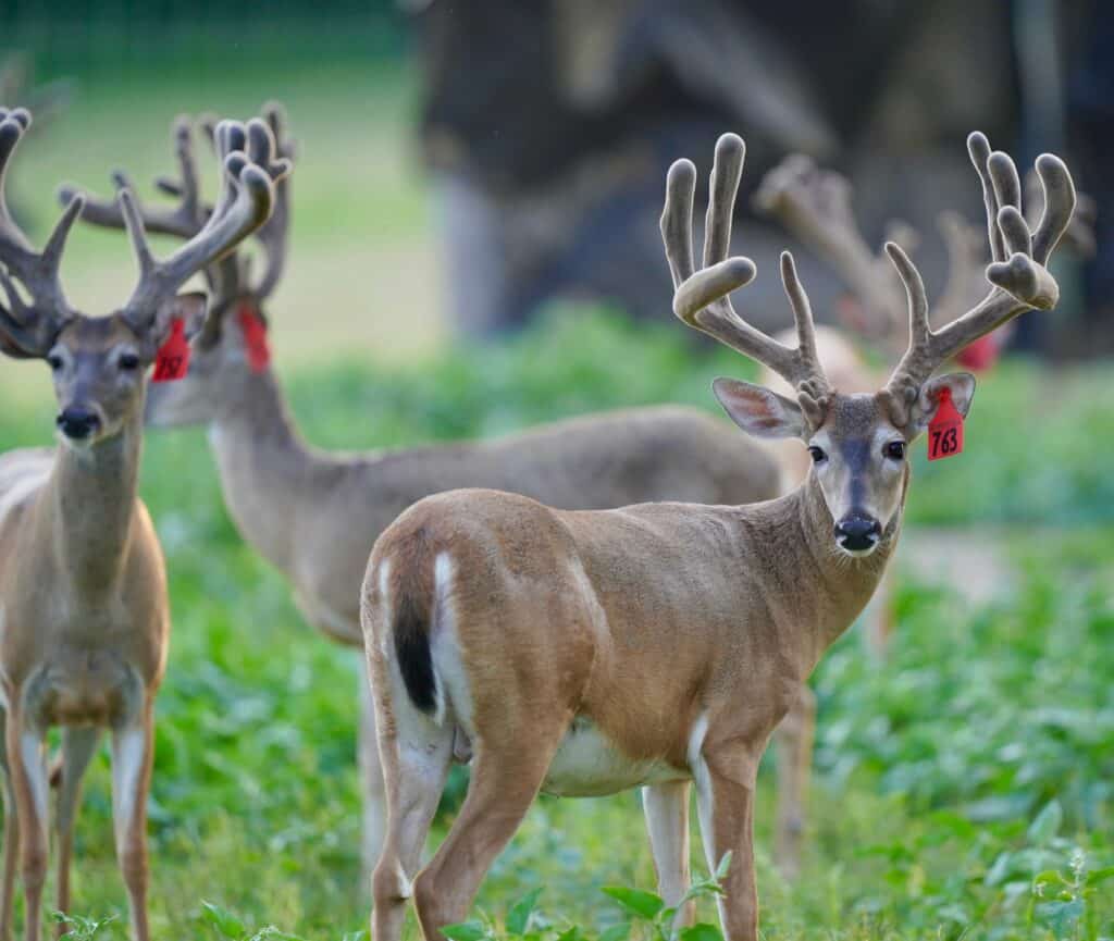 In the pen at our Texas deer breeders farm, are a few of our 2 year old deer for sale.