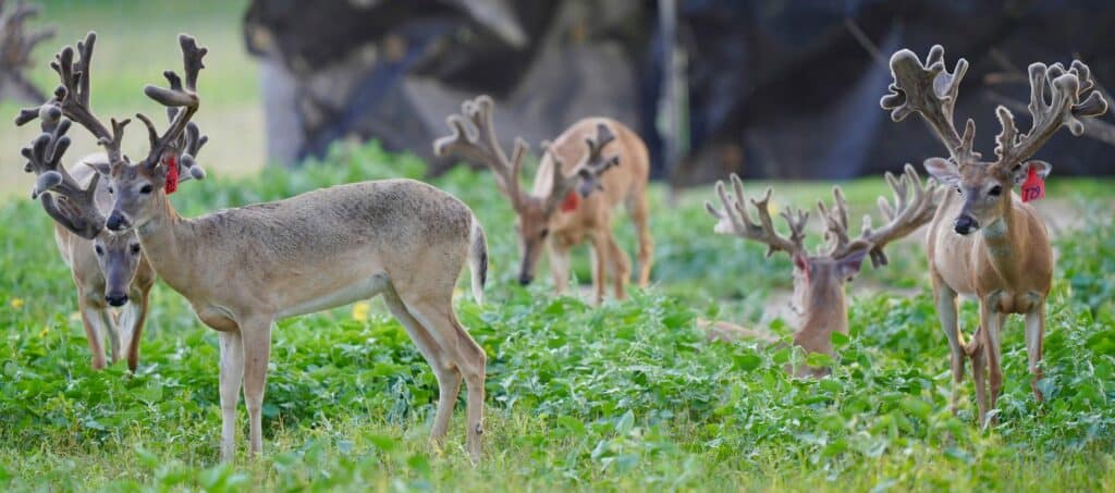 Large group of our 2 year old whitetail bucks at our deer breeders farm in Texas.
