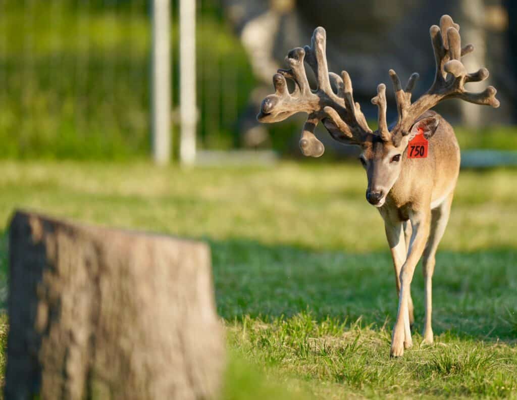 A  2 year old buck on our Texas deer farm.