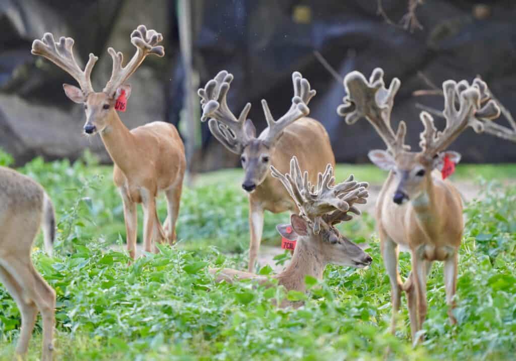 Several of our 2 year old bucks on our Texas deer farm.