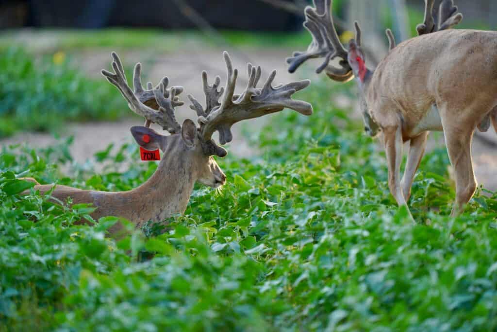 These two year old bucks are on our whitetail breeding farm.