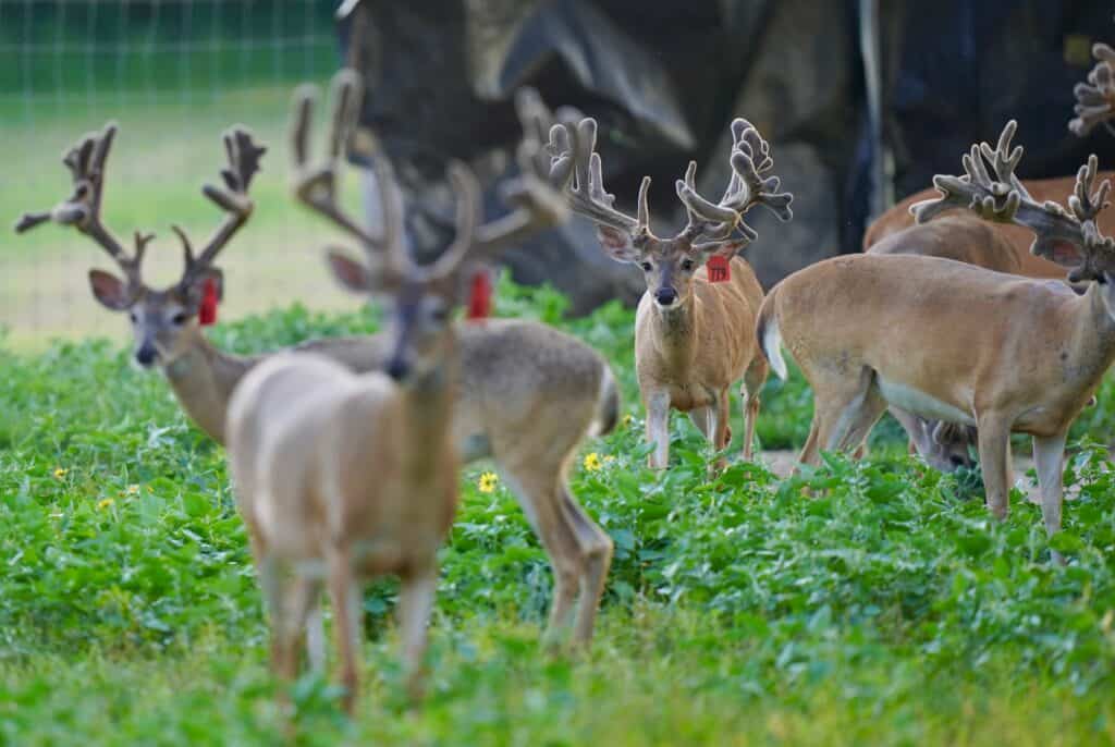 Two year old whitetail deer gone wild in the pen at our Texas deer farm.