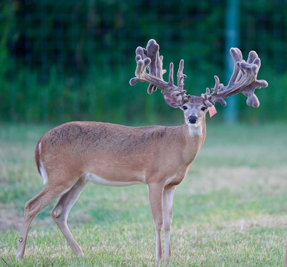 A two year old whitetail buck standing in the pen at our Texas breeding farm.