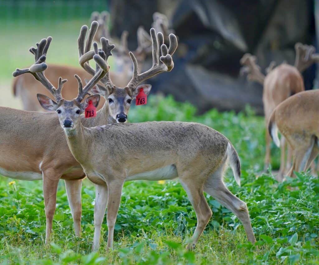 Take a look at a couple of our two year old whitetail deer for sale. 