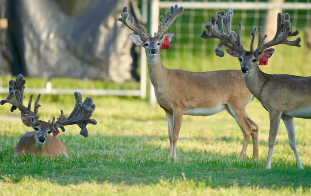 Some of our two year old whitetail bucks in a pen at our Texas deer farm.