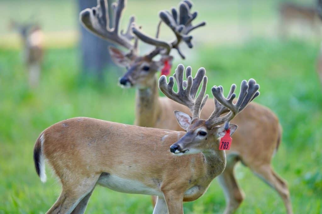 A pair of two year old whitetail bucks from our Texas deer breeders farm.