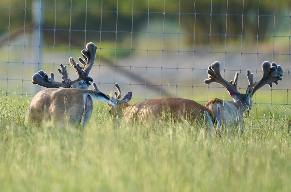 Kodak pictures taken of yearlings and older bucks.