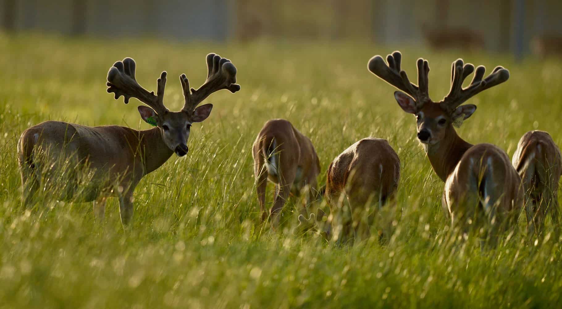 Kodak pictures taken of yearlings and older breeder and stocker bucks.