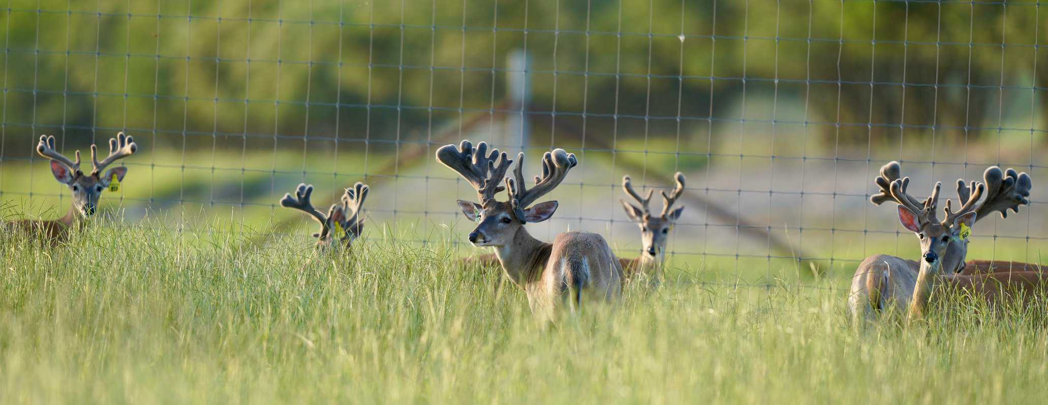 Whitetail deer kodak pictures taken of yearlings, along with various older whitetail breeder and stocker bucks.
