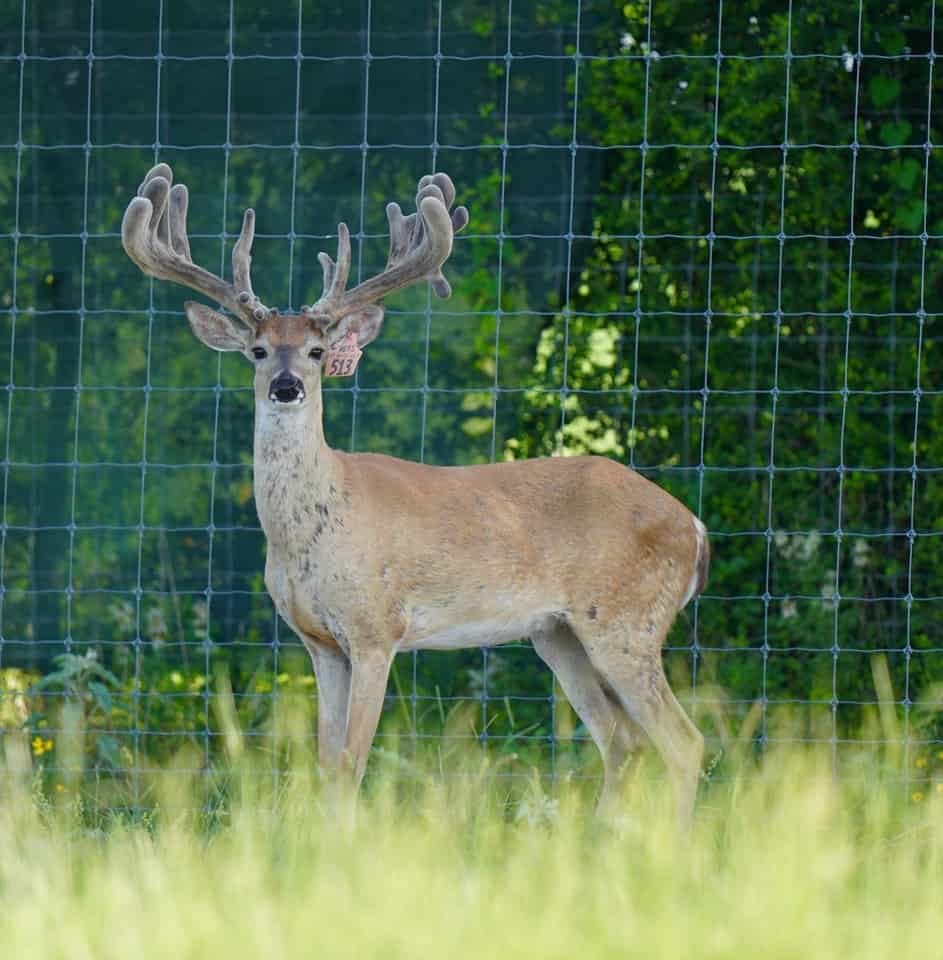 Whitetail pink tag buck #513 among our deer for sale.