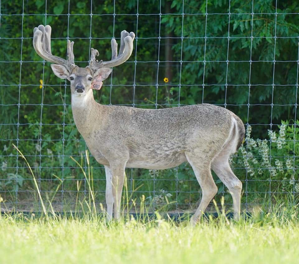 M3 pink tag buck from our Texas deer farm.
