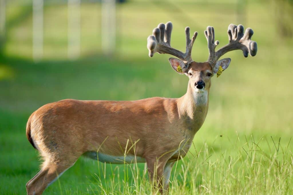 One of our 2015 whitetail bucks from our deer breeders farm.