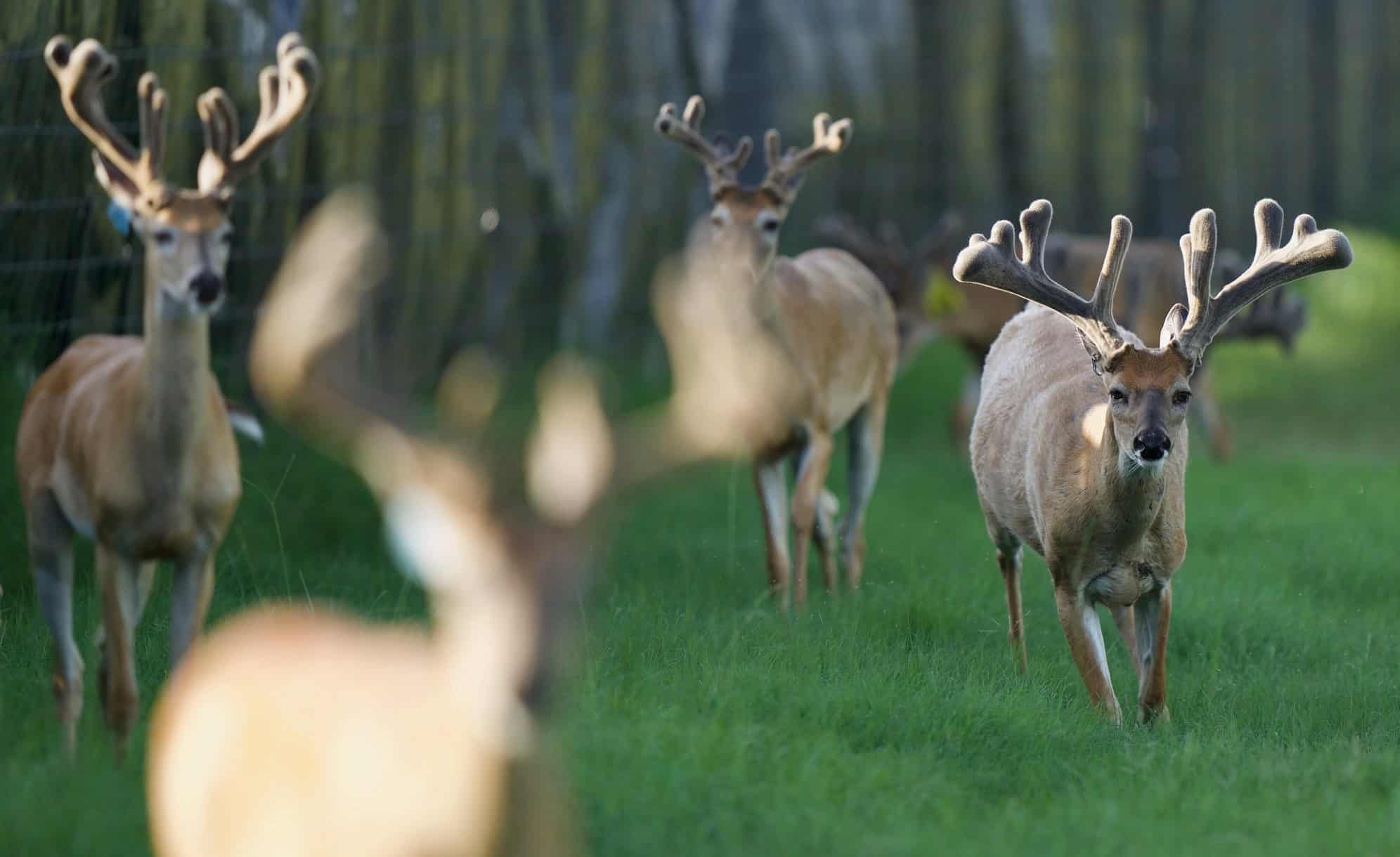 A group of whitetail deer from our Texas deer farm.