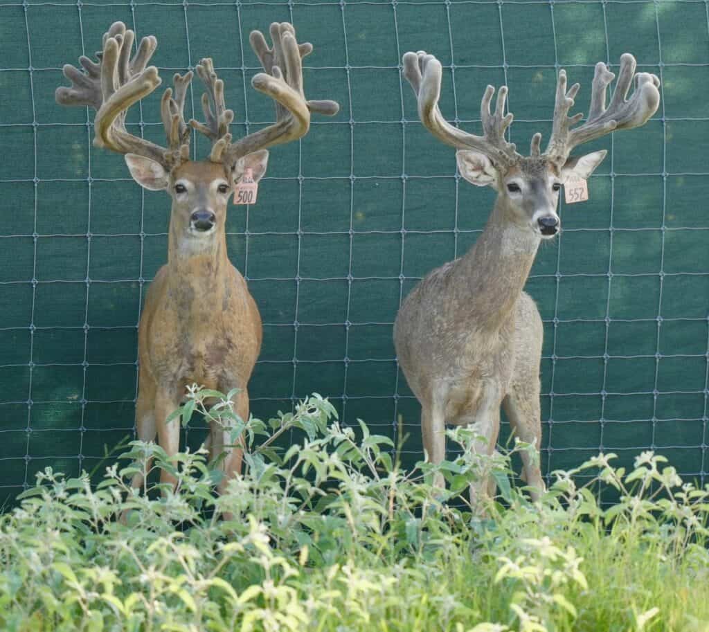 A pair of whitetail bucks among our deer for sale.