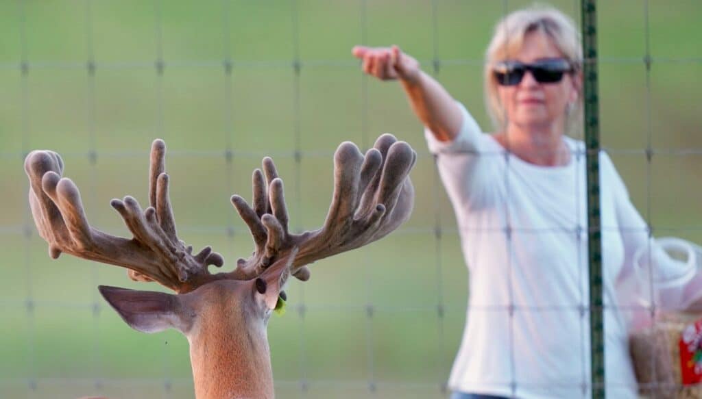 McBride feeding breeder buck animal crackers on the Texas deer breeders farm.