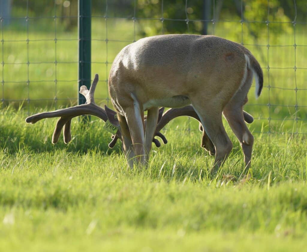 McNificent, a four year breeder buck on our Texas breeding farm.