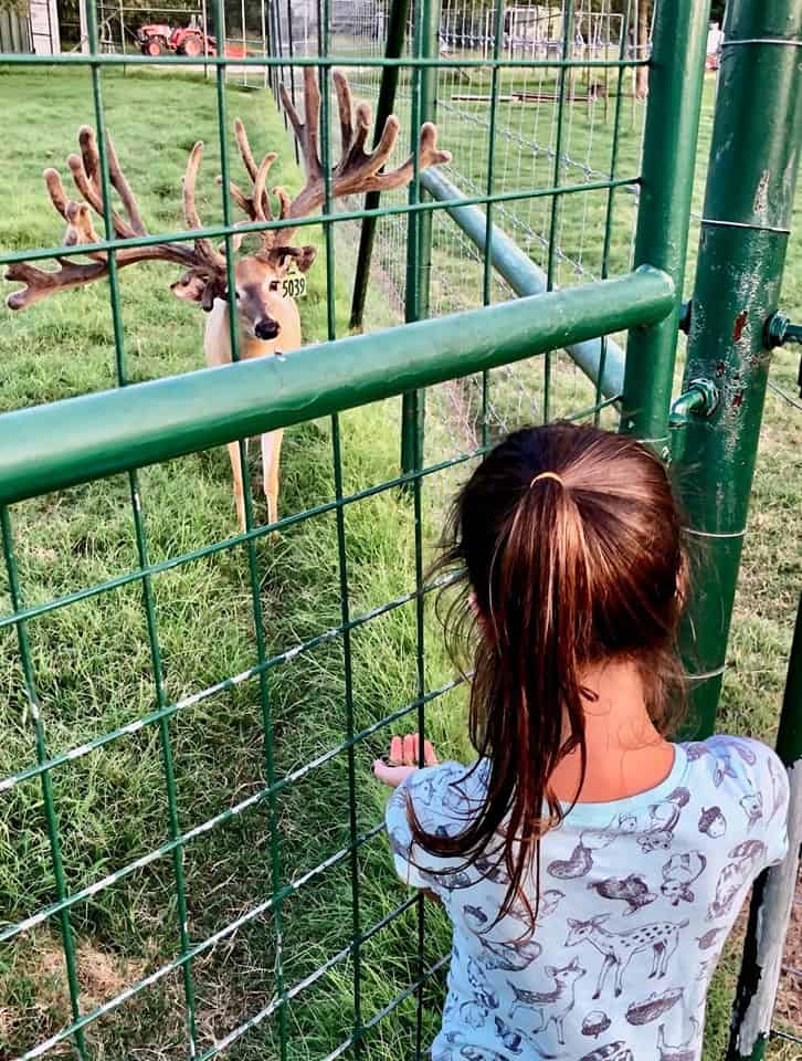 Breeder buck McNificent and granddaughter Annie on the Texas deer farm.