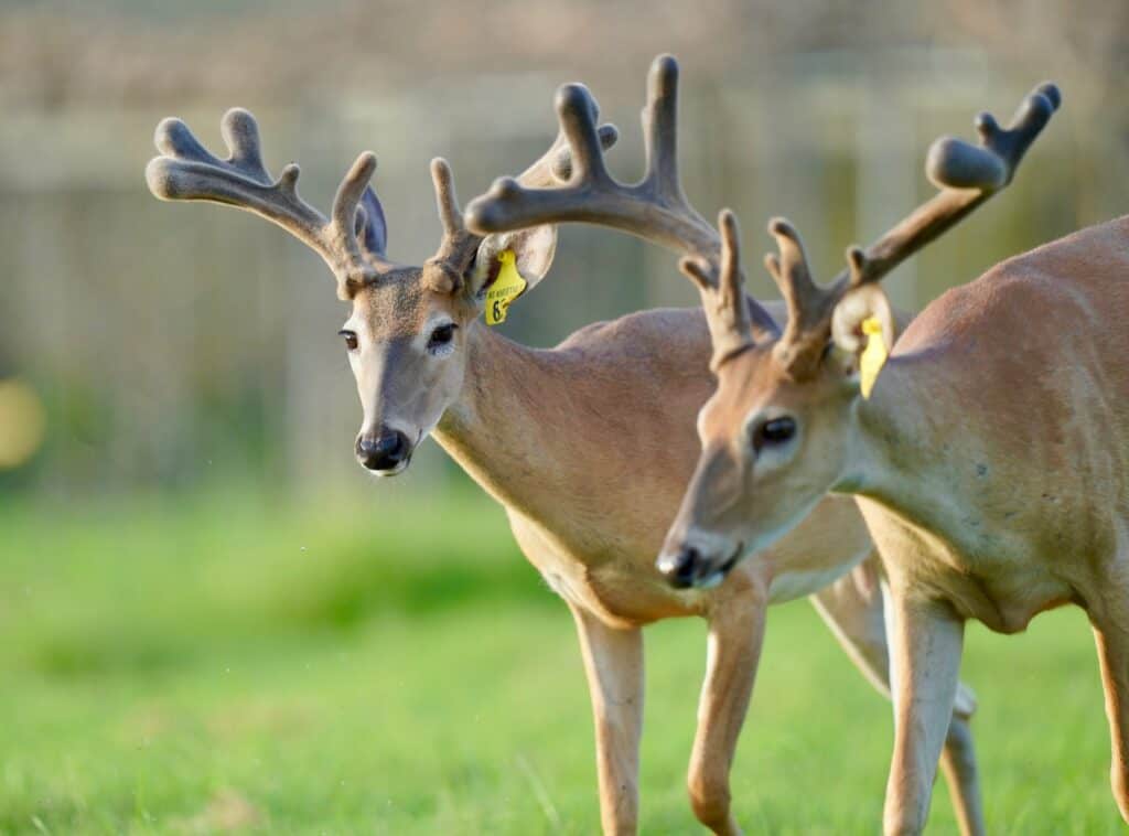 Two of our breeder buck McNificent yearling sons on our Texas deer farm.
