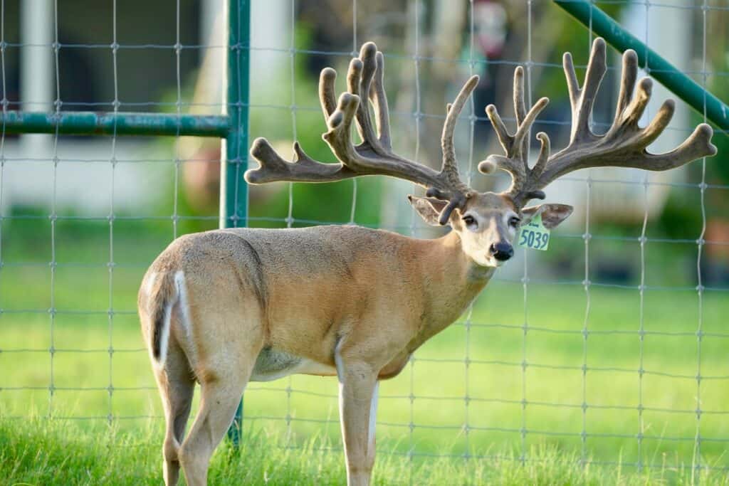Breeder Buck McNificent on our Texas deer farm.