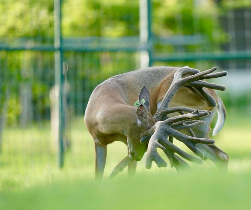McNificent, a breeder buck on our deer breeding farm.