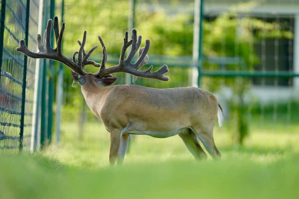 McNificent on our Texas deer farm.