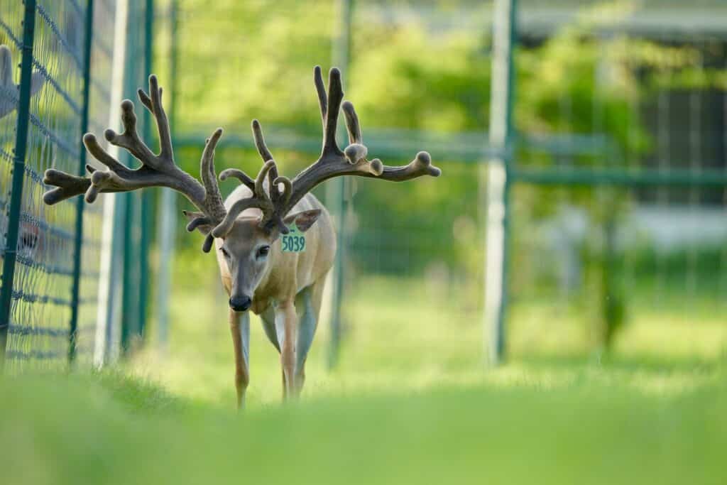 McNificent, four year old breeder buck on our whitetail deer farm.