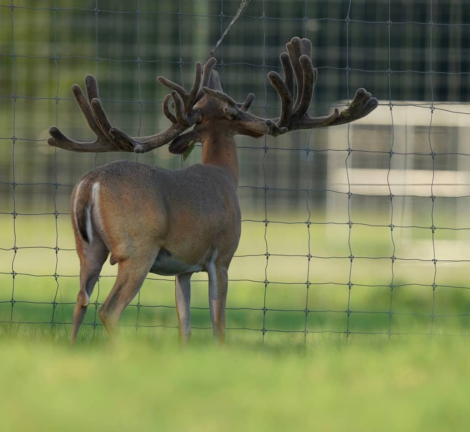 Whitetail breeder buck McNificent on our Texas deer farm.