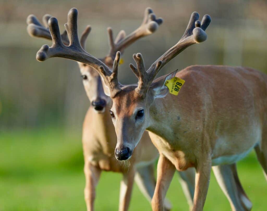 Two yearling sons of our breeder buck McNificent on our Texas deer farm.