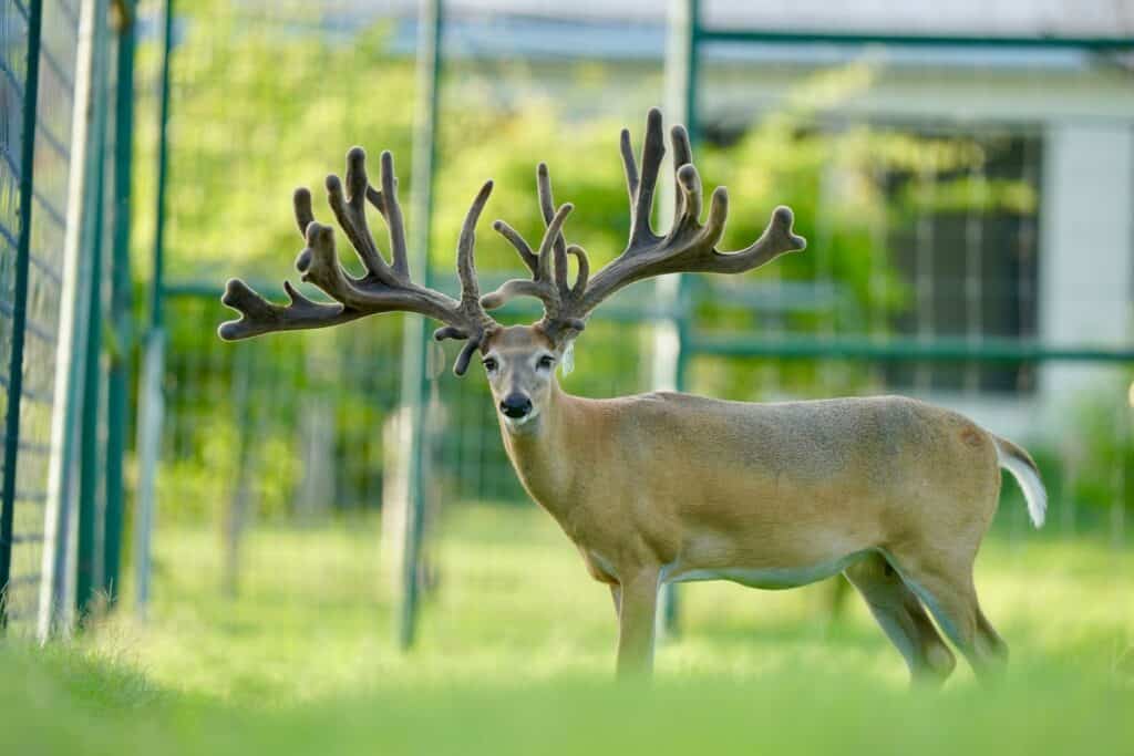 Breeder buck McNificent on our whitetail deer farm.