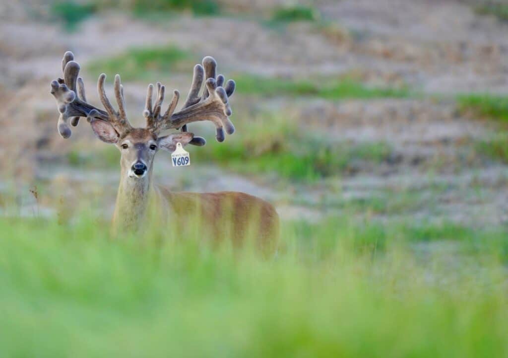 One of our deer breeds among our breeder bucks for sale.