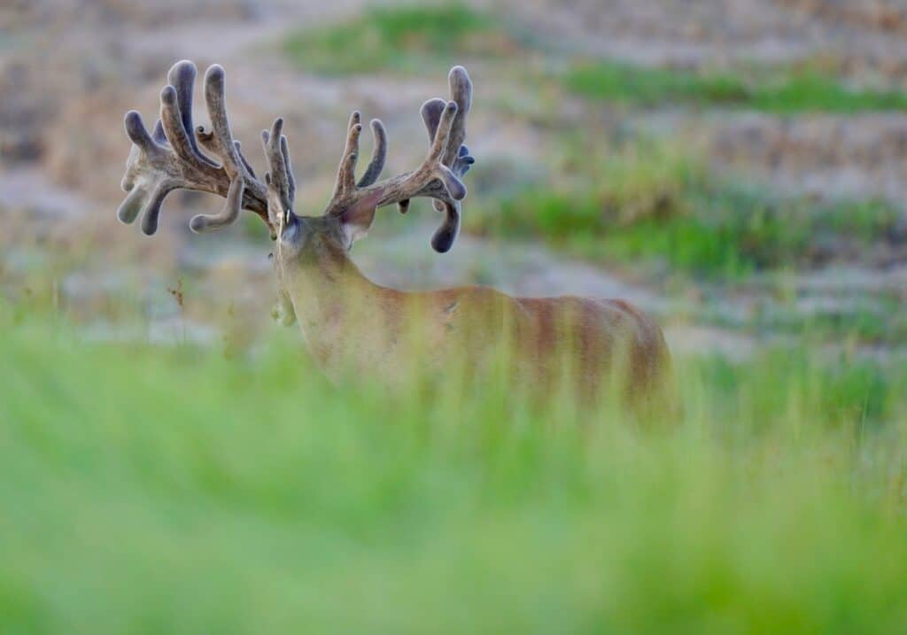 Rear view of one of our whitetail deer for sale.