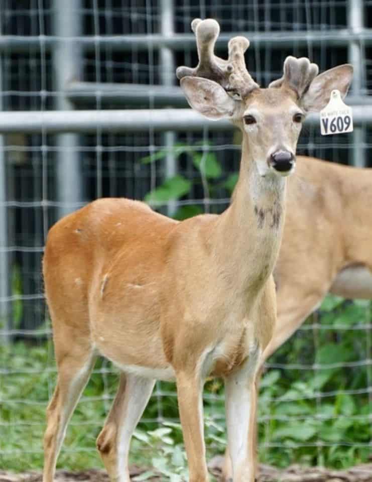 A first year view of one of our whitetail deer for sale on our deer breeder farm in Texas.