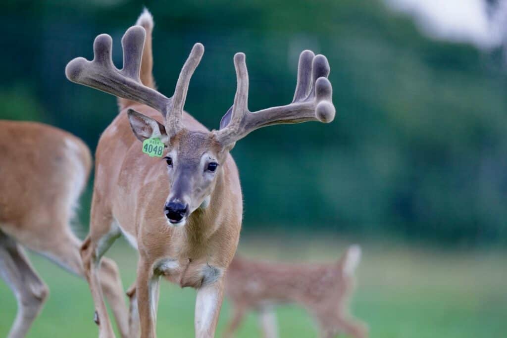 Whitetail breeder buck Big Stitch has his eye on the animal crackers in the pen at our Texas deer breeder farm.