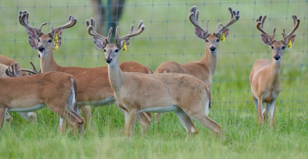 A group of our whitetail yellow tag deer at our Texas deer breeders farm.