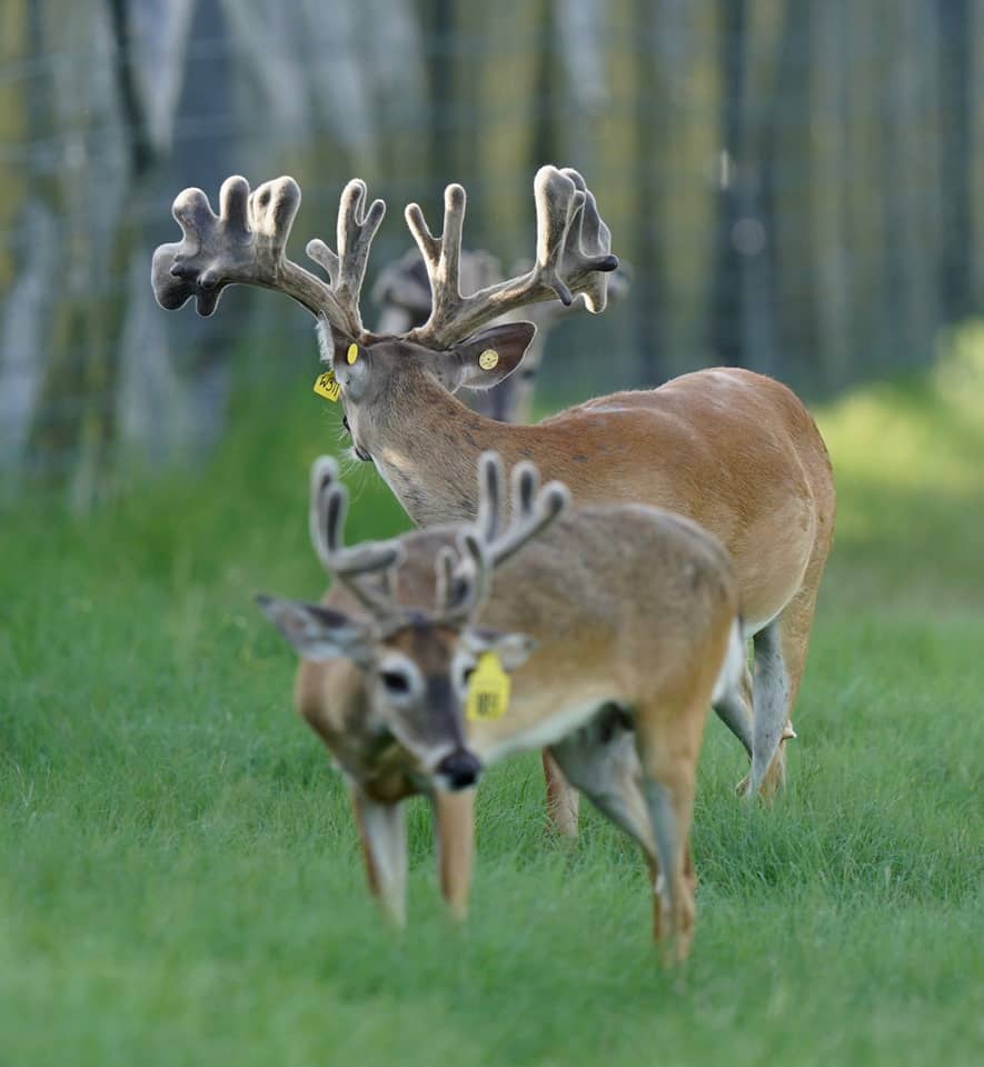 Two of our yellow tag bucks listed in our deer for sale.