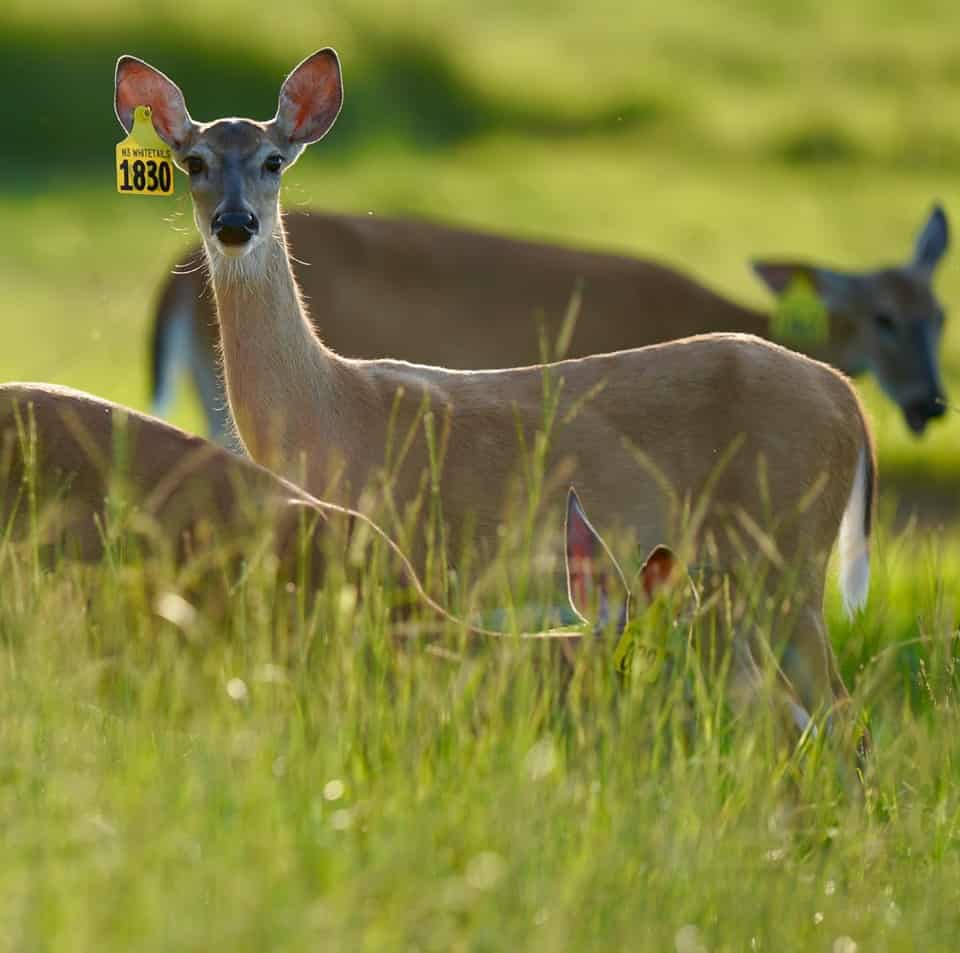 One of our whitetail does for sale on our Texas deer breeding farm.