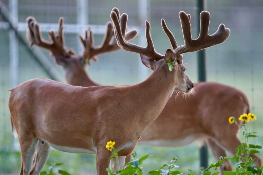 One of our pretty clean whitetail breeder bucks on our Texas deer farm.