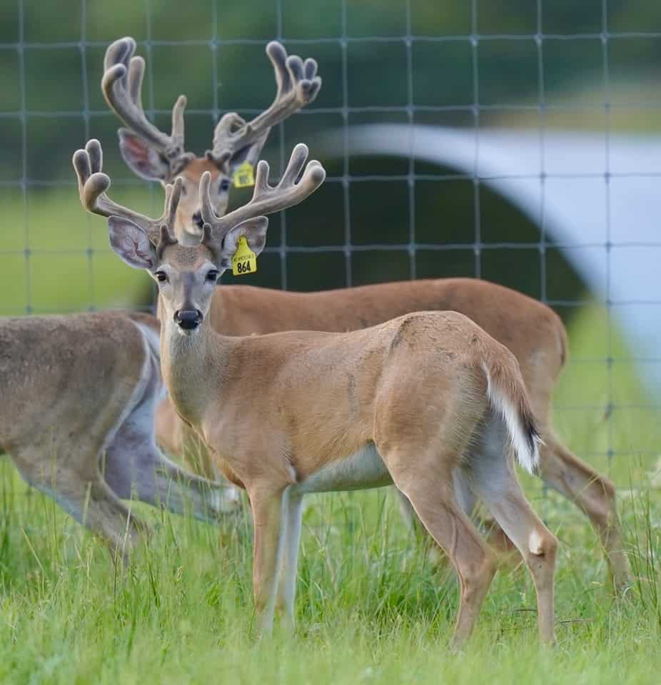 Double duty yellow tag yearlings on our Texas deer farm.