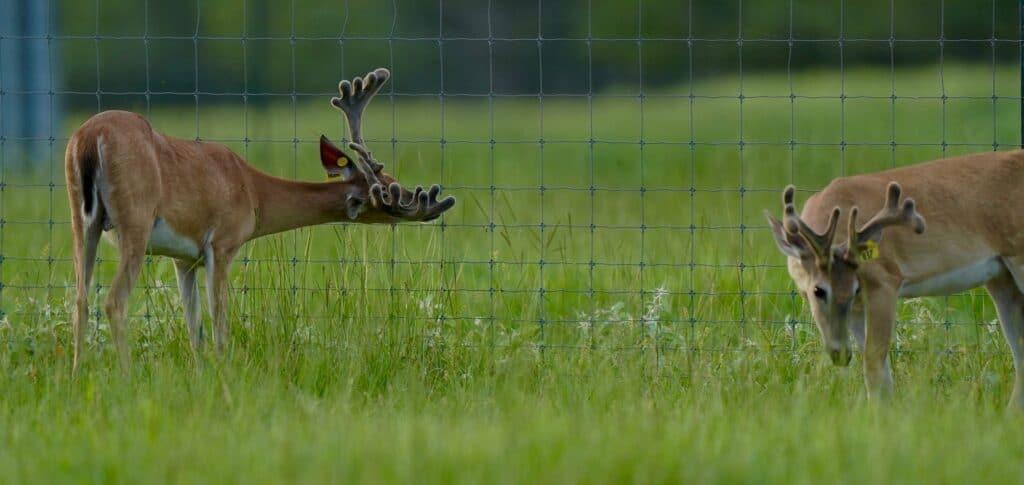 Two of our whitetail yellow tag yearling bucks for sale from our deer breeders farm in Texas.