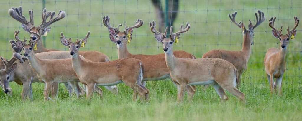 Whitetail herd of yellow tag yearlings at our deer breeders farm.