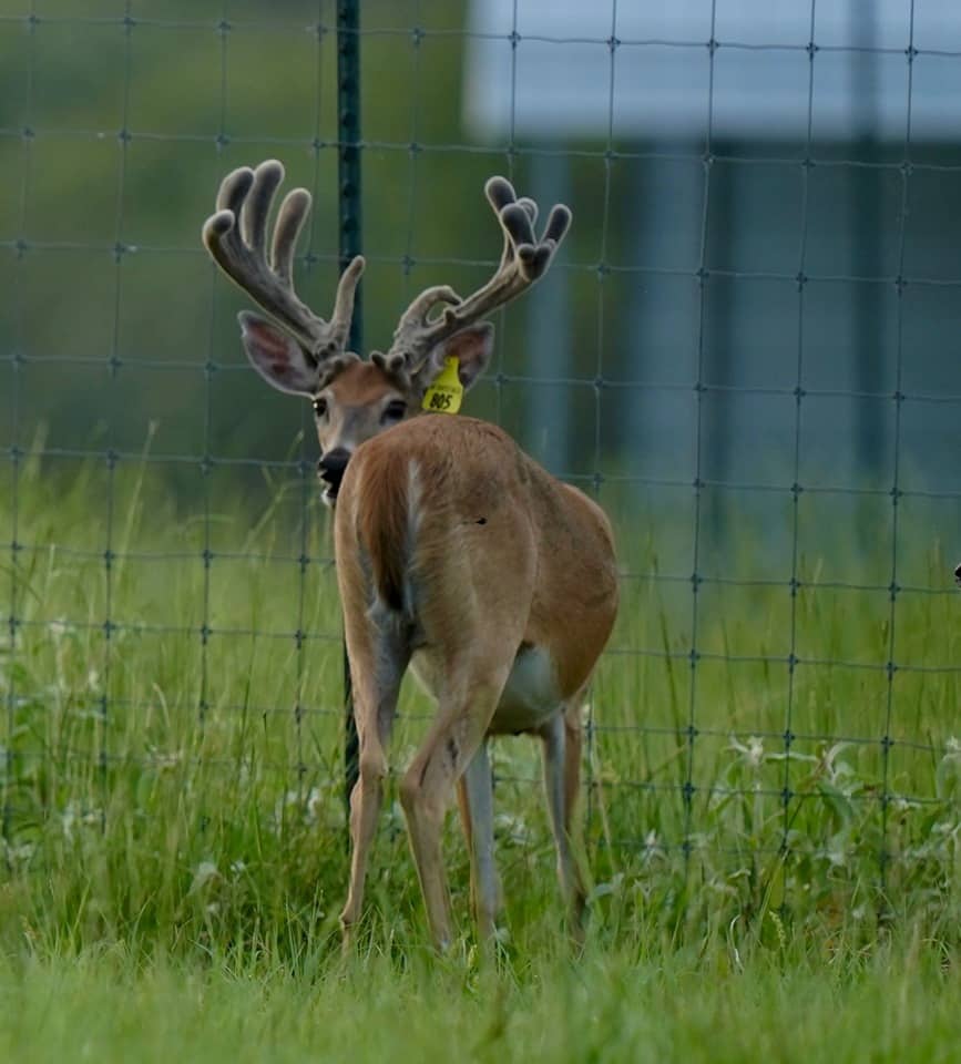 Whitetail yellow tag yearling at our deer breeding farm in Texas.