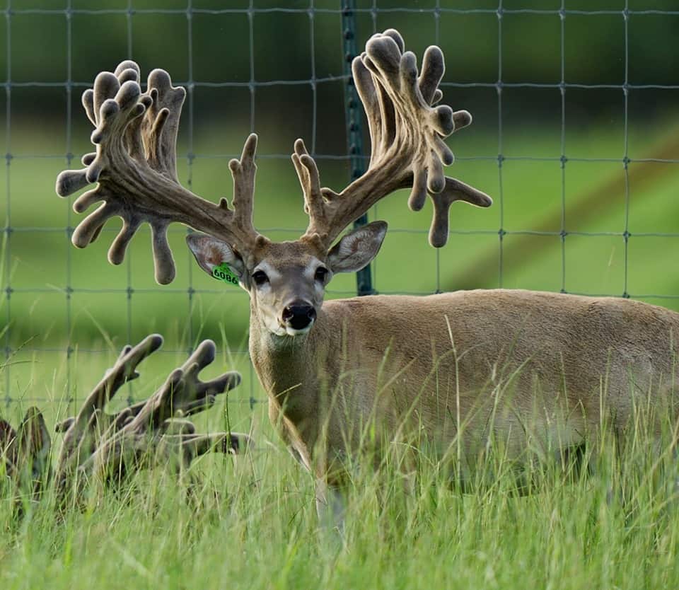 Whitetail buck breeder 6086 at age 3 years on our Texas deer breeding farm
