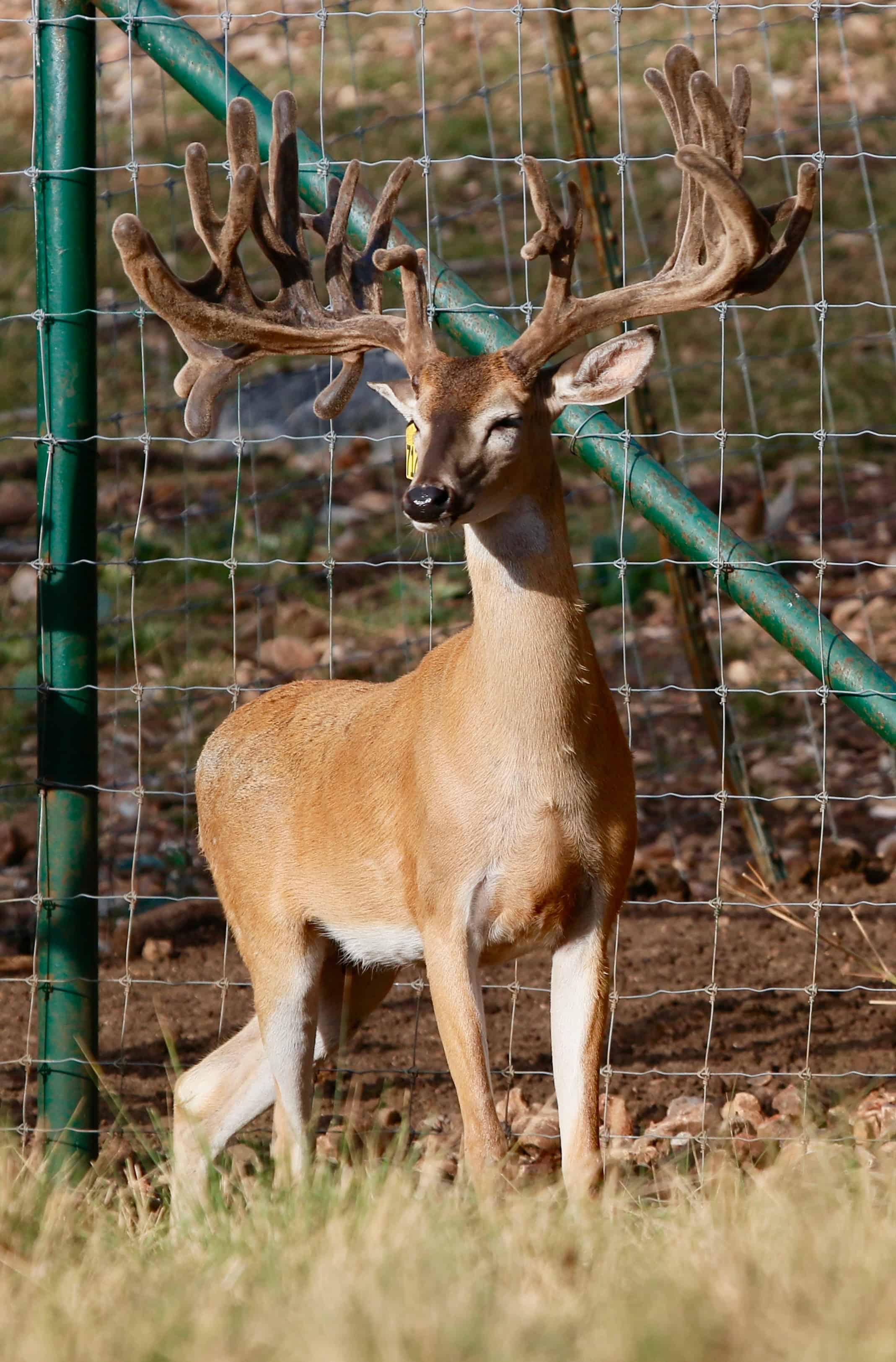 Light duty for our 2yr old whitetail breeder buck 7122. He is a new addition to our Texas deer breeding program and among our Big Texas Typicals, who will also work along side our other deer breeds in our deer for sale listing.